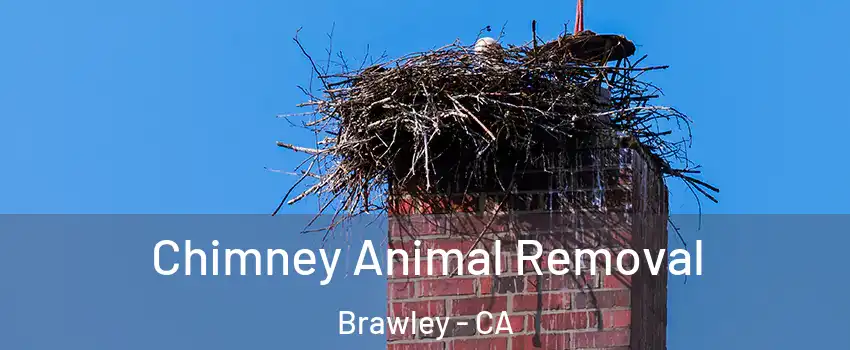  Chimney Animal Removal Brawley - CA