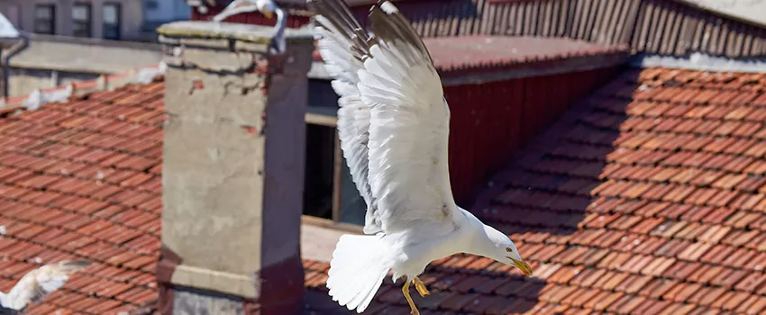 Residential Chimney Animal Removal Solution in Brawley, CA